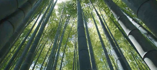 Discover the Versatility and Benefits of the BAMBOO Folding Bamboo Table